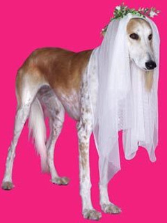 Virgo