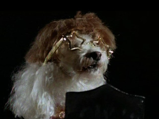 OMG! Dogs act like celebrities