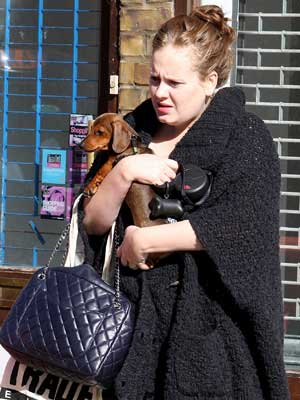 Adele Dog