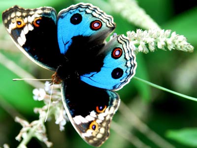 Butterfly | Glee Quiz | Pictures | Photos | New