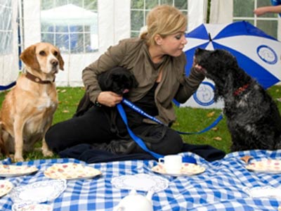 Brix Smith-Smart | Battersea Dogs & Cats Home | Pictures | Photos | New