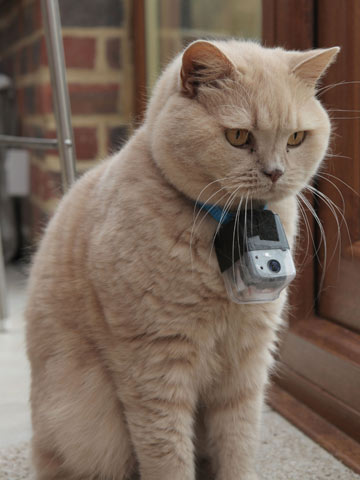 The secret life of cute cats revealed - pussy burglars caught on camera!