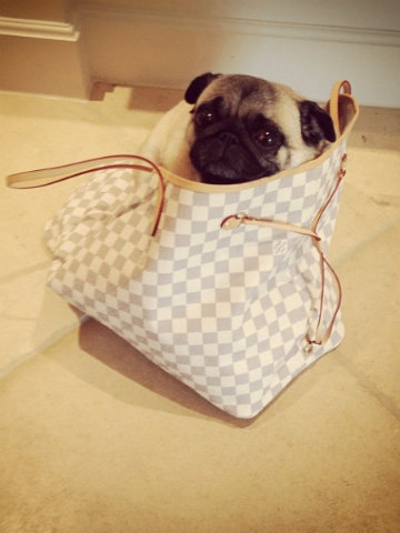 Cute! Frankie Sandford&#39;s pet pug Presley picks Louis Vuitton handbag for his new bed - now